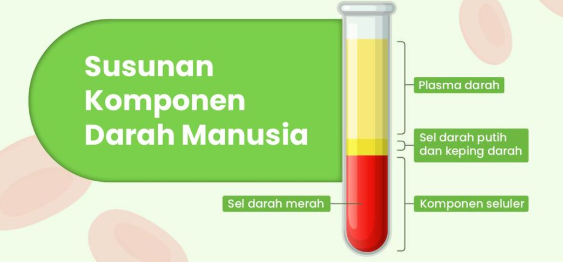 Komponen Penyusun Darah dan Fungsinya yang Perlu Kamu Ketahui